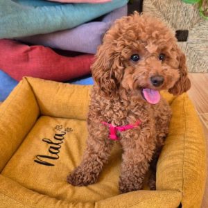 Cama Personalizada para Mascota